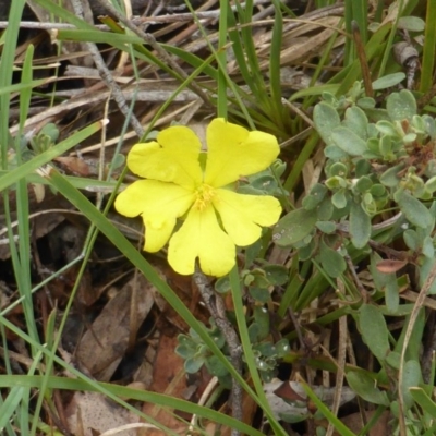 Hibbertia obtusifolia (Grey Guinea-flower) at Isaacs, ACT - 23 Feb 2015 by Mike