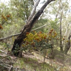 Bursaria spinosa (Native Blackthorn, Sweet Bursaria) at Isaacs, ACT - 24 Feb 2015 by Mike