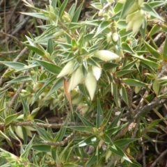 Melichrus urceolatus (Urn Heath) at Isaacs Ridge - 23 Feb 2015 by Mike