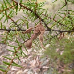 Acacia ulicifolia (Prickly Moses) at Garran, ACT - 3 Jan 2014 by Mike