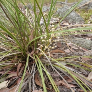 Lomandra multiflora at Garran, ACT - 3 Jan 2014 09:54 AM