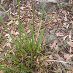 Lomandra longifolia (Spiny-headed Mat-rush, Honey Reed) at Mount Mugga Mugga - 3 Jan 2014 by Mike