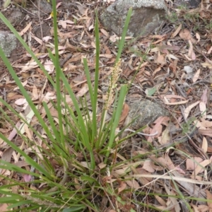 Lomandra longifolia at Symonston, ACT - 3 Jan 2014 09:53 AM