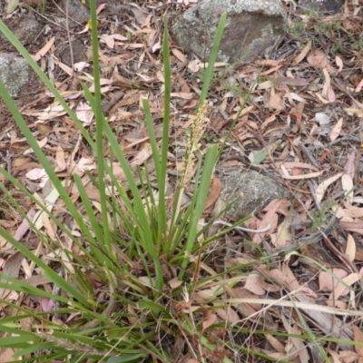 Lomandra longifolia (Spiny-headed Mat-rush, Honey Reed) at Symonston, ACT - 3 Jan 2014 by Mike