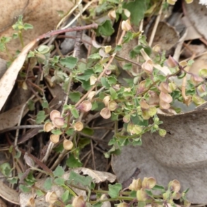 Scutellaria humilis at Symonston, ACT - 3 Jan 2014