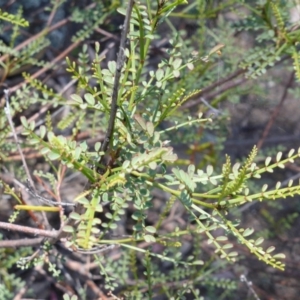 Indigofera adesmiifolia at Isaacs, ACT - 27 Nov 2013