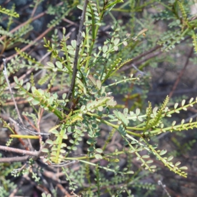 Indigofera adesmiifolia (Tick Indigo) at Isaacs, ACT - 26 Nov 2013 by Mike