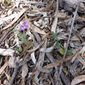 Swainsona sericea at Symonston, ACT - 15 Nov 2013