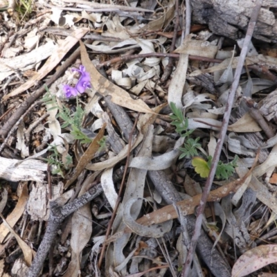 Swainsona sericea (Silky Swainson-Pea) at Symonston, ACT - 15 Nov 2013 by Mike