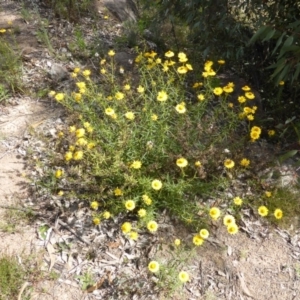 Xerochrysum viscosum at Garran, ACT - 15 Nov 2013