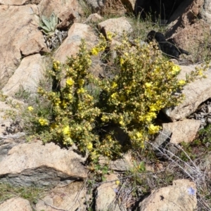 Hibbertia obtusifolia at Isaacs, ACT - 25 Oct 2013 01:45 PM