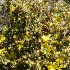 Hibbertia obtusifolia at Isaacs, ACT - 25 Oct 2013