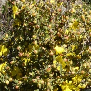 Hibbertia obtusifolia at Isaacs, ACT - 25 Oct 2013 01:45 PM