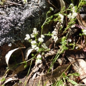 Asperula conferta at Isaacs, ACT - 23 Oct 2013 08:39 AM