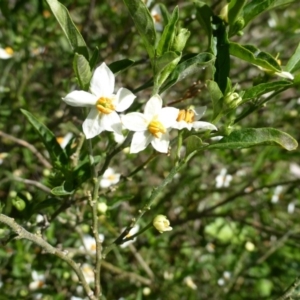 Solanum pseudocapsicum at Isaacs Ridge - 23 Oct 2013 09:11 AM