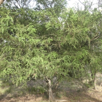 Acacia paradoxa (Kangaroo Thorn) at Campbell, ACT - 25 Feb 2015 by SilkeSma