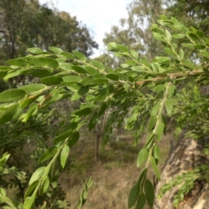 Acacia paradoxa at Campbell, ACT - 26 Feb 2015 08:44 AM