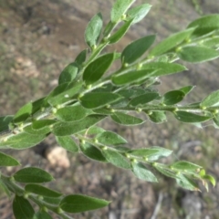 Acacia paradoxa at Campbell, ACT - 26 Feb 2015 08:44 AM