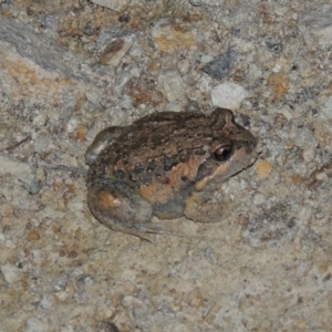 Limnodynastes dumerilii at Tralee, NSW - 25 Oct 2014