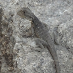 Intellagama lesueurii howittii (Gippsland Water Dragon) at Point Hut to Tharwa - 13 Feb 2013 by MichaelBedingfield