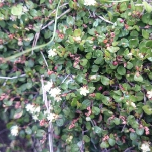 Muehlenbeckia axillaris at Mount Clear, ACT - 25 Feb 2015