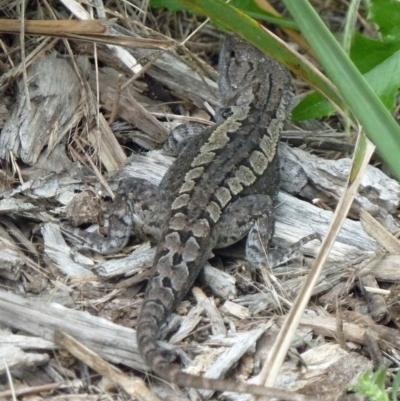 Amphibolurus muricatus (Jacky Lizard) at Paddys River, ACT - 18 Feb 2011 by galah681