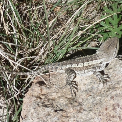 Amphibolurus muricatus (Jacky Lizard) at Mount Taylor - 4 Mar 2011 by galah681