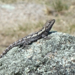 Amphibolurus muricatus (Jacky Lizard) at Tidbinbilla Nature Reserve - 17 Sep 2011 by galah681