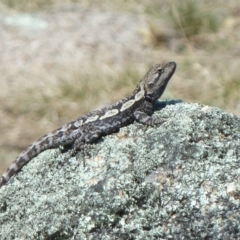 Amphibolurus muricatus (Jacky Lizard) at Paddys River, ACT - 17 Sep 2011 by galah681