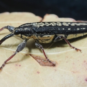 Rhinotia sp. (genus) at Tennent, ACT - 22 Jan 2012