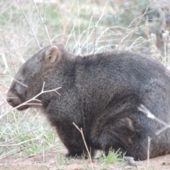 Vombatus ursinus (Bare-nosed Wombat) at Tharwa, ACT - 2 Sep 2018 by MichaelBedingfield