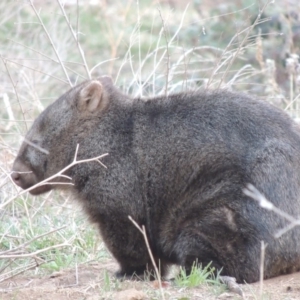 Vombatus ursinus at Tharwa, ACT - 2 Sep 2018 07:16 PM