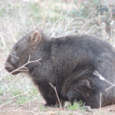 Vombatus ursinus (Common wombat, Bare-nosed Wombat) at Tharwa, ACT - 2 Sep 2018 by michaelb