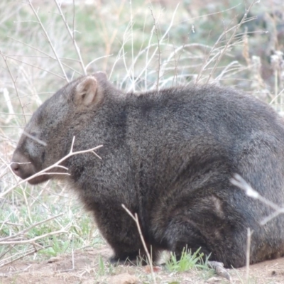 Vombatus ursinus (Bare-nosed Wombat) at Tharwa, ACT - 2 Sep 2018 by MichaelBedingfield