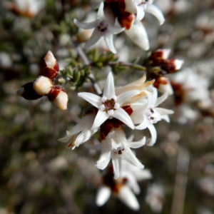 Cryptandra speciosa subsp. speciosa at Googong, NSW - 9 Sep 2018