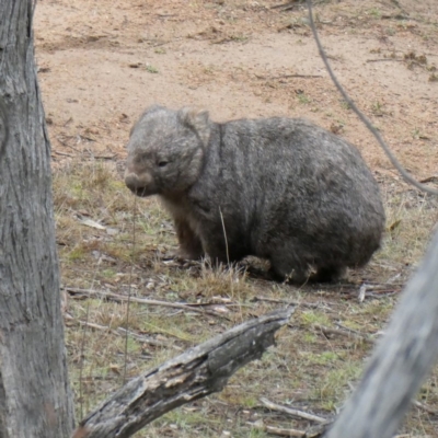 Vombatus ursinus (Common wombat, Bare-nosed Wombat) at Jerrabomberra, NSW - 8 Sep 2018 by Wandiyali