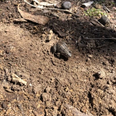 Limnodynastes tasmaniensis (Spotted Grass Frog) at Amaroo, ACT - 9 Sep 2018 by AlexSof