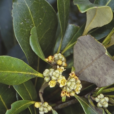 Avicennia marina subsp. australasica (Grey Mangrove) at Undefined - 28 Jan 1998 by BettyDonWood