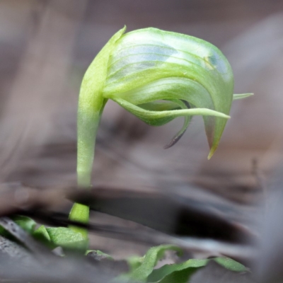 Pterostylis nutans (Nodding Greenhood) - 1 Jan 1900 by David