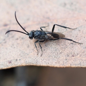 Evaniidae (family) at Hackett, ACT - 9 Sep 2018