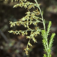 Cassinia sifton (Sifton Bush, Chinese Shrub) at Undefined - 12 Mar 1998 by BettyDonWood