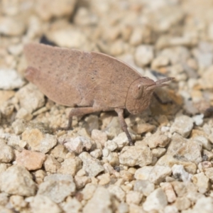 Goniaea australasiae at Gungahlin, ACT - 9 Sep 2018