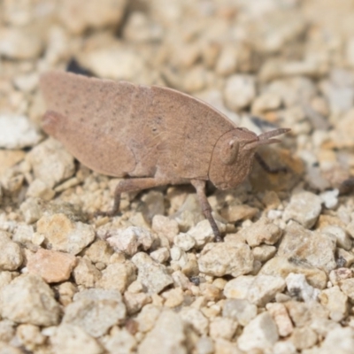 Goniaea australasiae (Gumleaf grasshopper) at Gungahlin, ACT - 9 Sep 2018 by AlisonMilton