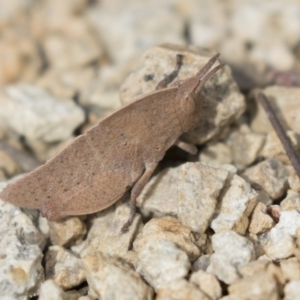 Goniaea australasiae at Gungahlin, ACT - 9 Sep 2018 10:59 AM