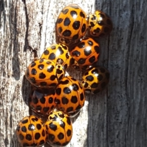 Harmonia conformis at Isaacs Ridge - 9 Sep 2018 11:22 AM