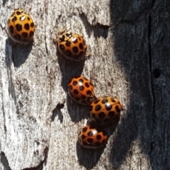 Harmonia conformis at Isaacs Ridge - 9 Sep 2018