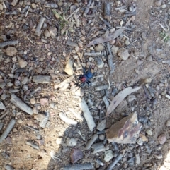 Missulena occatoria (Red-headed Mouse Spider) at Majura, ACT - 9 Sep 2018 by samreid007