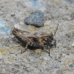 Tetrigidae (family) (Pygmy grasshopper) at Fadden, ACT - 5 Sep 2018 by YumiCallaway