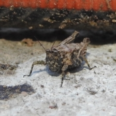 Tetrigidae (family) at Fadden, ACT - 5 Sep 2018 04:54 PM