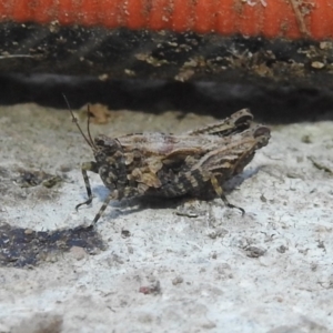 Tetrigidae (family) at Fadden, ACT - 5 Sep 2018 04:54 PM